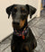 Marlee on Rose-Hip Vital Canine
