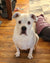 Marley on Rose-Hip Vital Canine