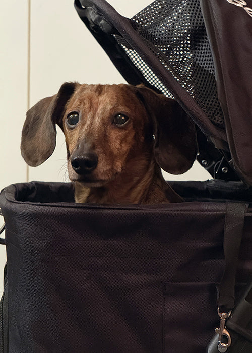 Max on Rose-Hip Vital Canine