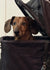 Max on Rose-Hip Vital Canine