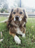 Max on Rose-Hip Vital Canine