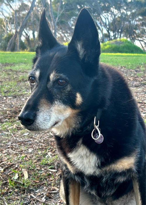 Max on Rose-Hip Vital Canine