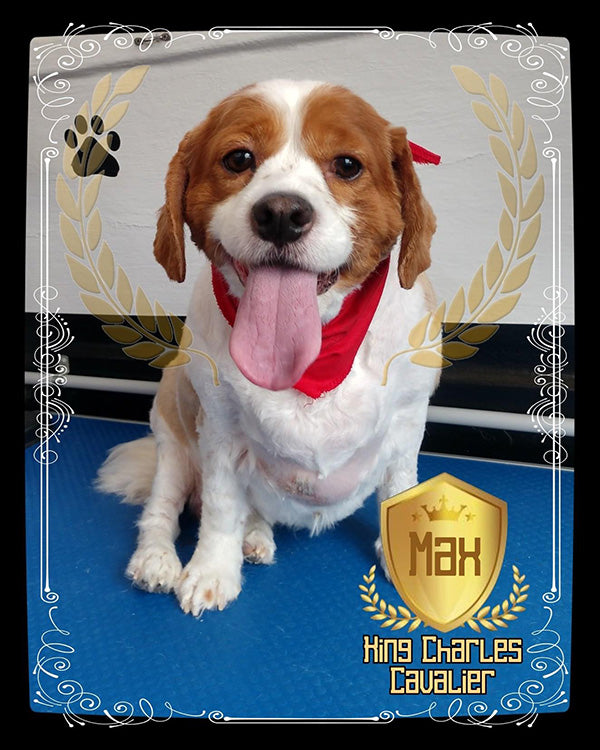 Max on Rose-Hip Vital Canine