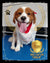 Max on Rose-Hip Vital Canine
