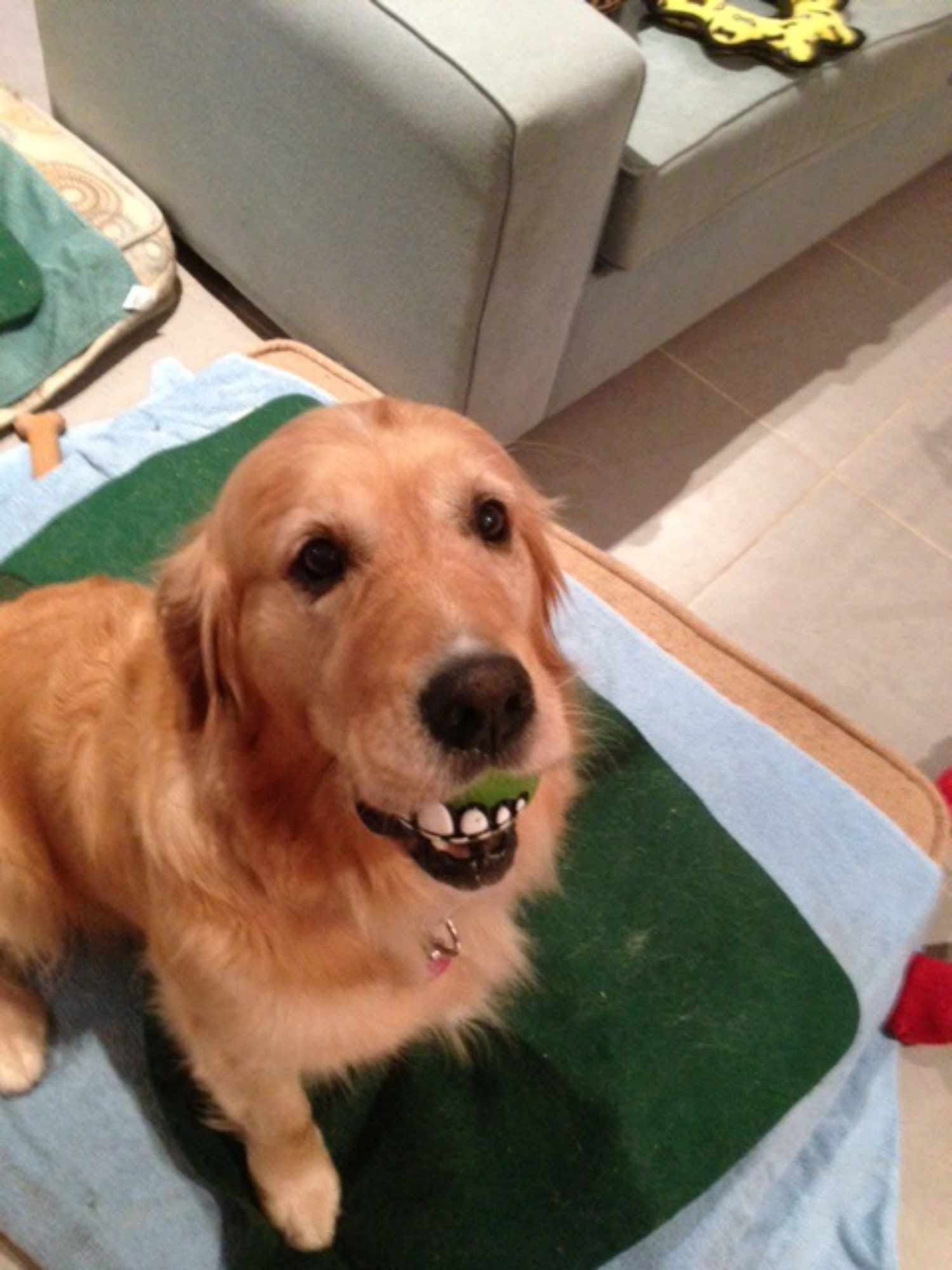 Max on Rose-Hip Vital Canine