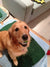 Max on Rose-Hip Vital Canine