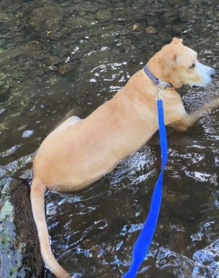 Max on Rose-Hip Vital Canine