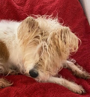Mitsy on Rose-Hip Vital Canine