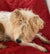 Mitsy on Rose-Hip Vital Canine