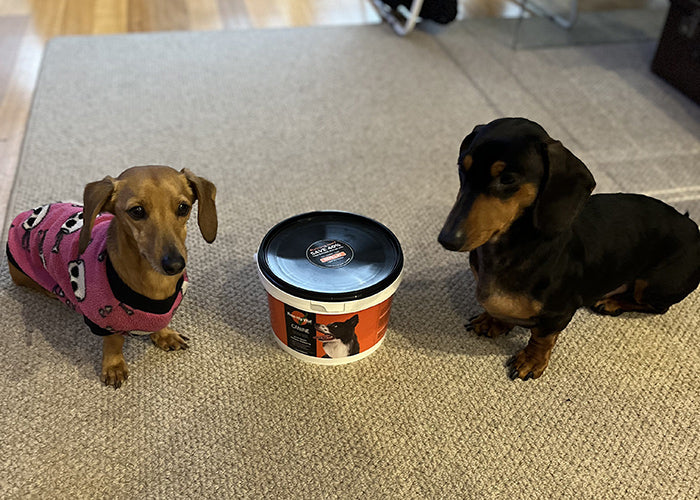 Molly & Baxter on Rose-Hip Vital Canine