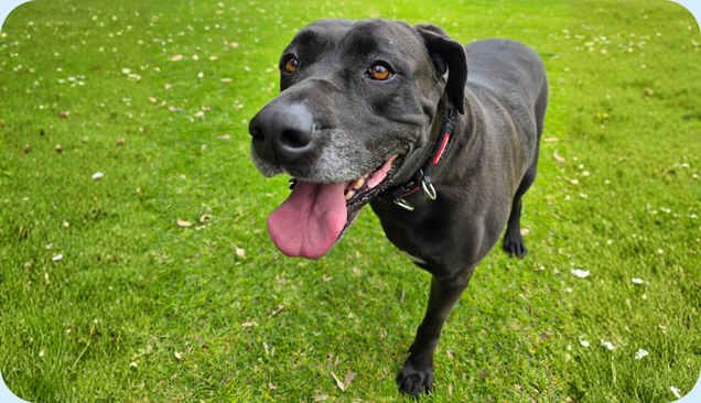 Nala's Story: Three Legs and Thriving