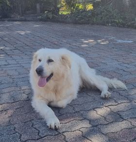 Nala on Rose-Hip Vital Canine