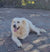 Nala on Rose-Hip Vital Canine