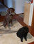 Narli & Layla on Rose-Hip Vital Canine