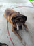 Mr Beasley on Rose-Hip Vital Canine