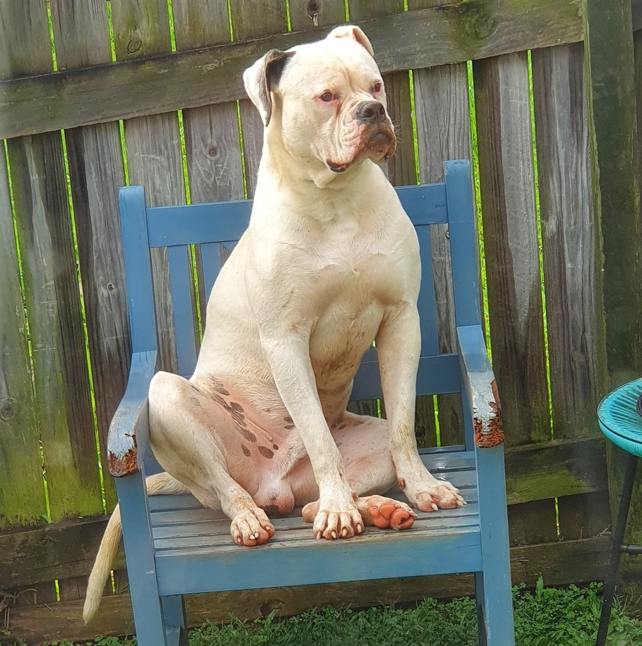 Ollie on Rose-Hip Vital Canine