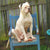 Ollie on Rose-Hip Vital Canine