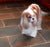 Pasco on Rose-Hip Vital Canine