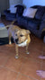 Killa on Rose-Hip Vital Canine