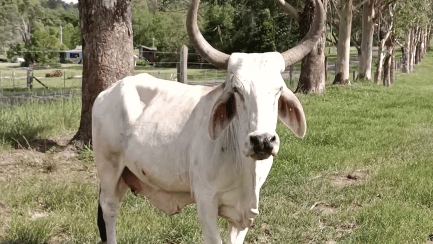 Rose-Hip Vital Equine Queenie the Cow