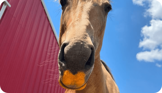 What Makes Rose-Hip Vital Equine So Special?