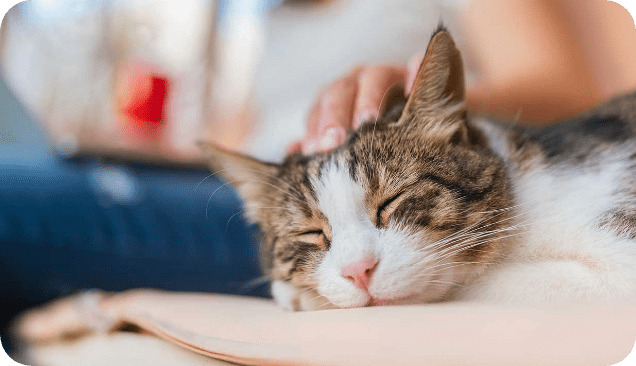 Meowwww – we have cat stories who have used Rose-Hip Vital Canine!