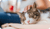 Meowwww – we have cat stories who have used Rose-Hip Vital Canine!