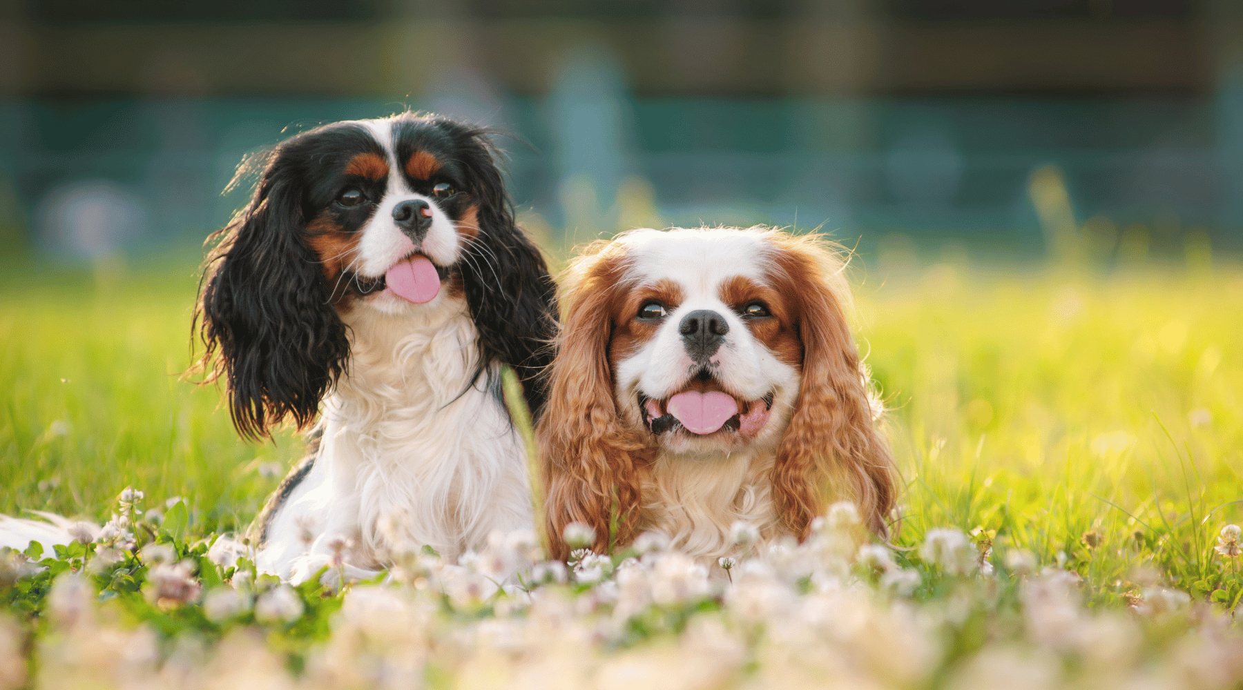 Two dogs playing together in a field enjoying the benefits of Rose-Hip Vital for dogs