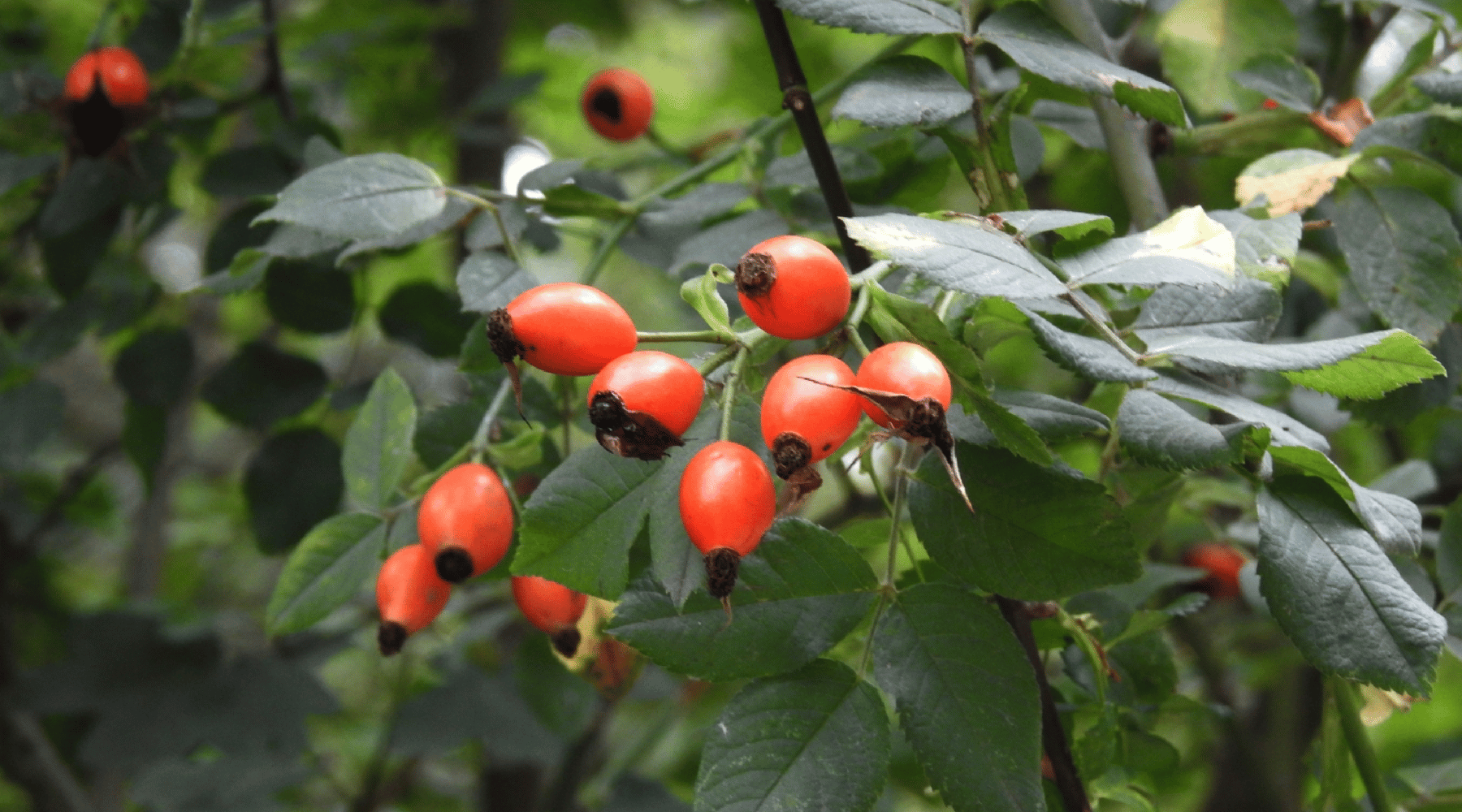 Wild rosehips growing on a leafy branch