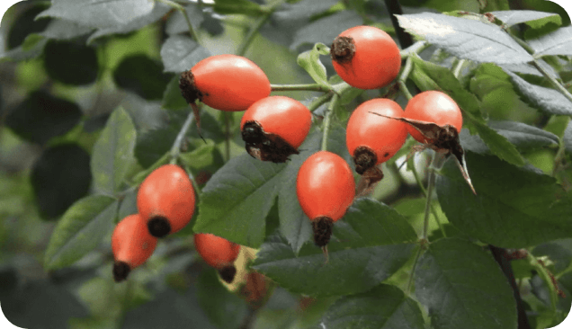 Rosehip Side Effects: What You Need to Know About