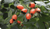 Rosehip Side Effects: What You Need to Know About