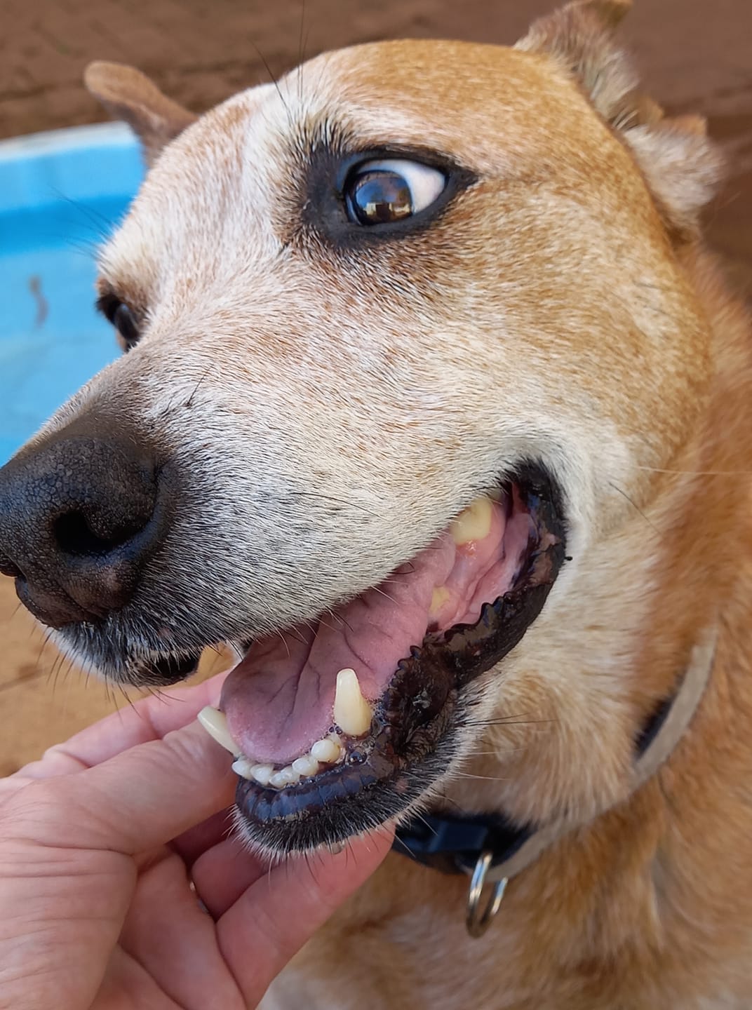 Rosie on Rose-Hip Vital Canine