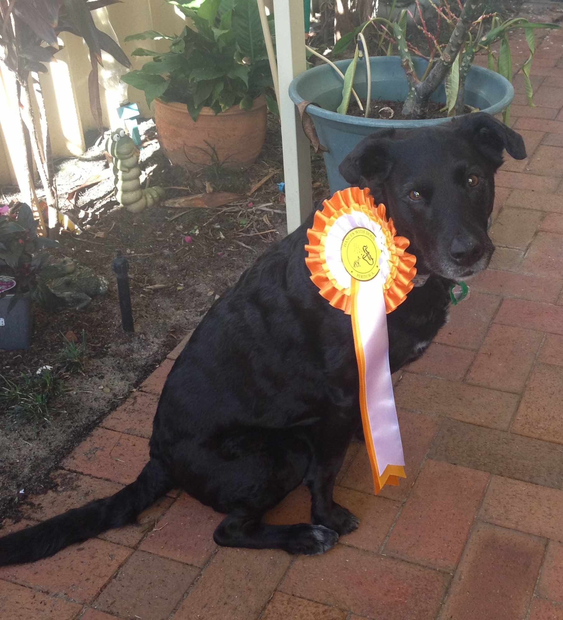 Sasha on Rose-Hip Vital Canine