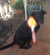 Sasha on Rose-Hip Vital Canine