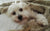 Scruffy on Rose-Hip Vital Canine
