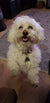 Shumba on Rose-Hip Vital Canine