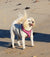 Sophie on Rose-Hip Vital Canine
