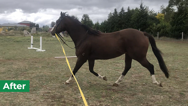 Teddy on Rose-Hip Vital Equine