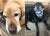 Tessy & George on Rose-Hip Vital Canine