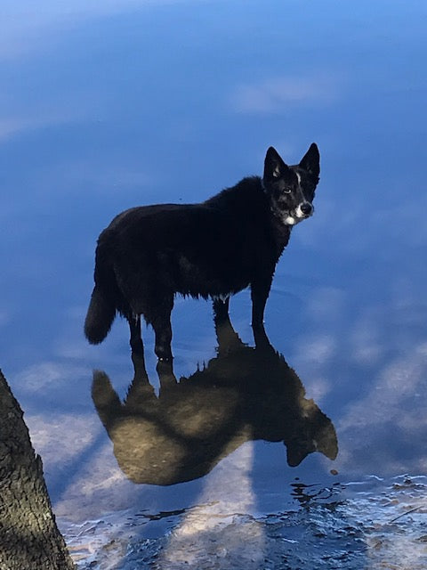 Tilly on Rose-Hip Vital Canine