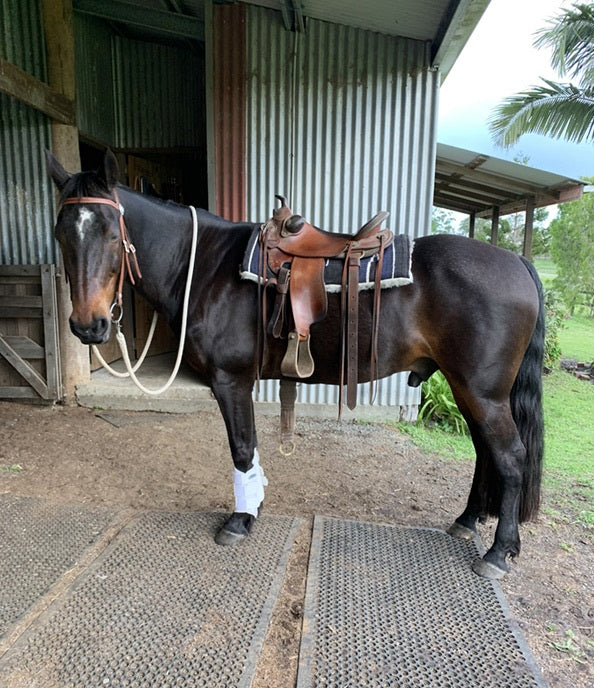 Tippy on Rose-Hip Vital Equine