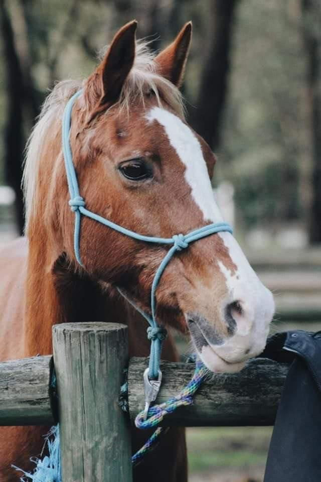 Turbo on Rose-Hip Vital Equine