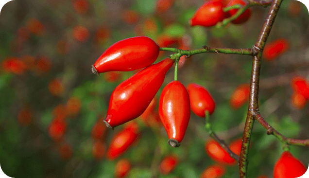 Rose-Hip Vital Equine Ingredients: Nature's Anti-Inflammatory Superpowder