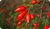 Rose-Hip Vital Equine Ingredients: Nature's Anti-Inflammatory Superpowder