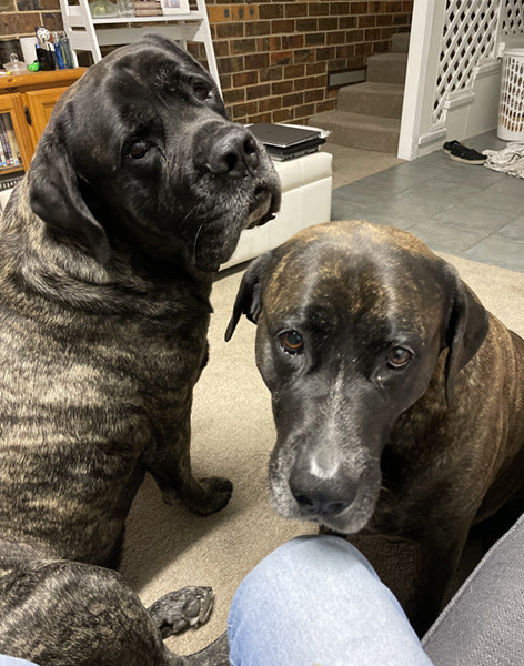 Zeus & Lola on Rose-Hip Vital Canine