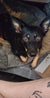 Ziena on Rose-Hip Vital Canine