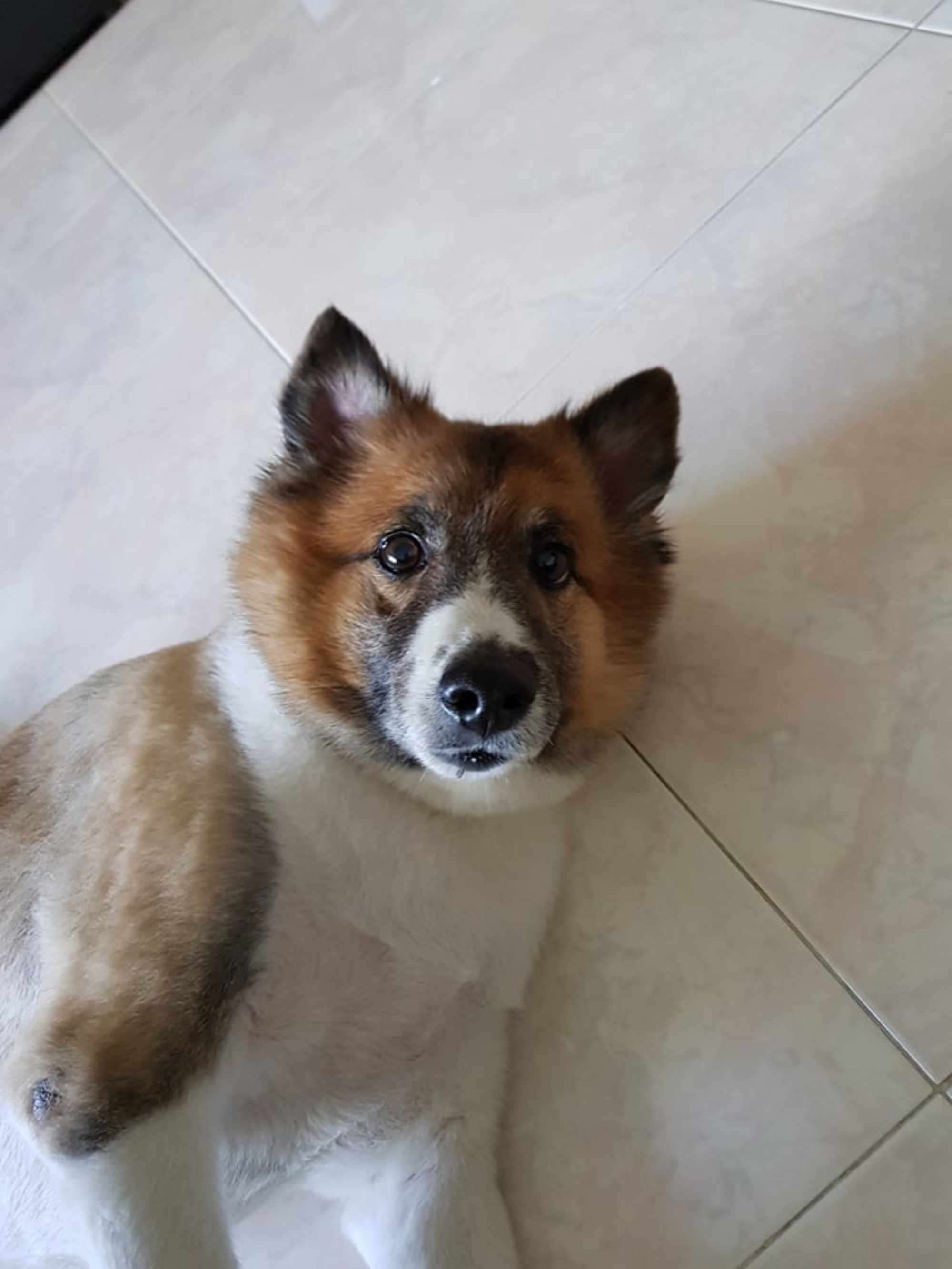Whiskey