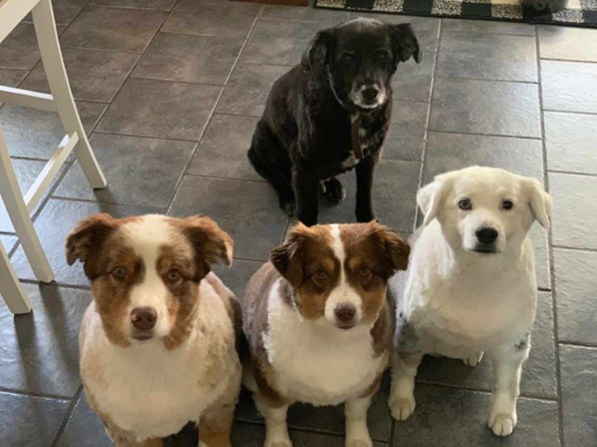 Dacey, Addi & Zara