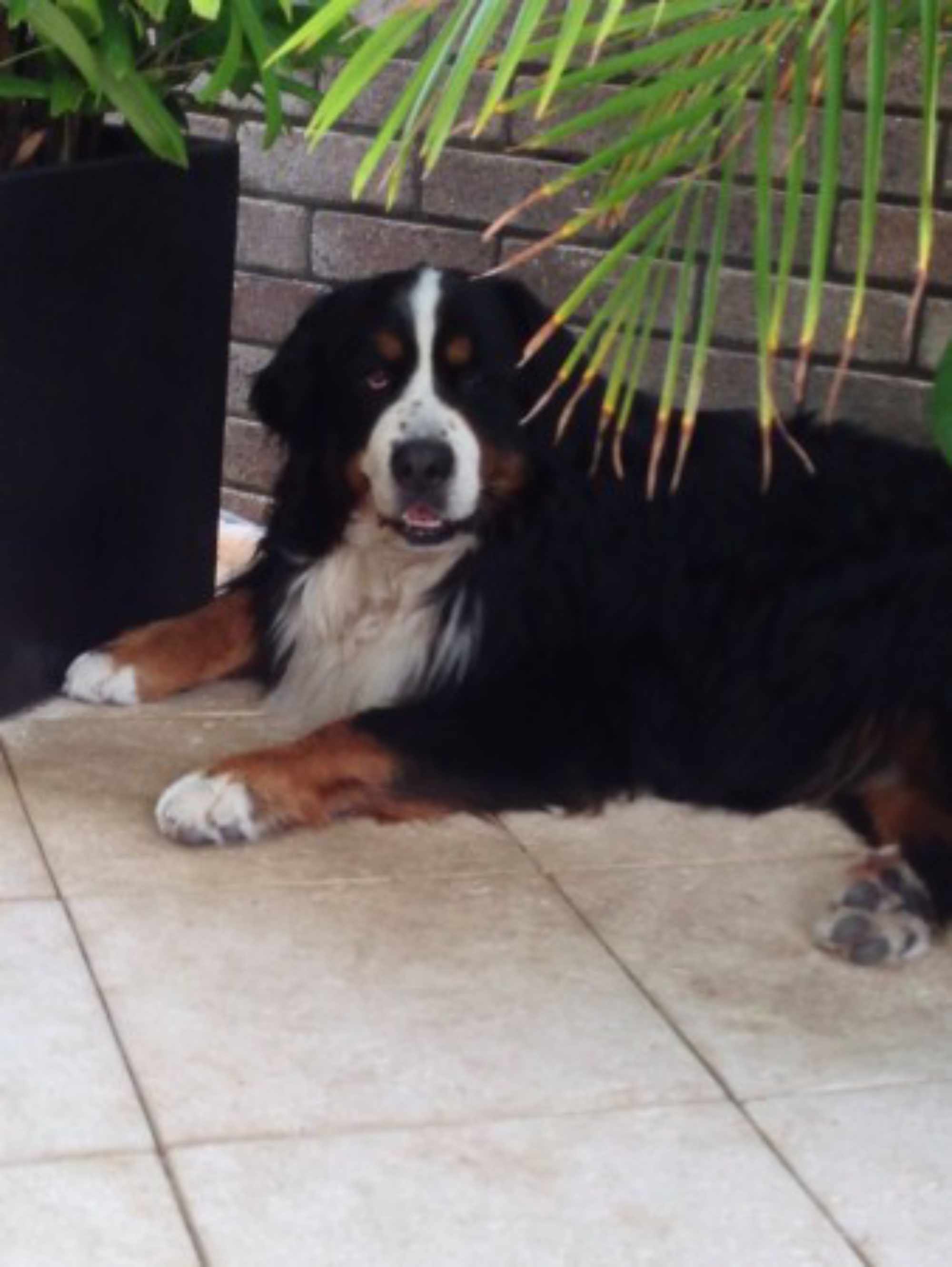 Dugan