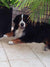 Dugan